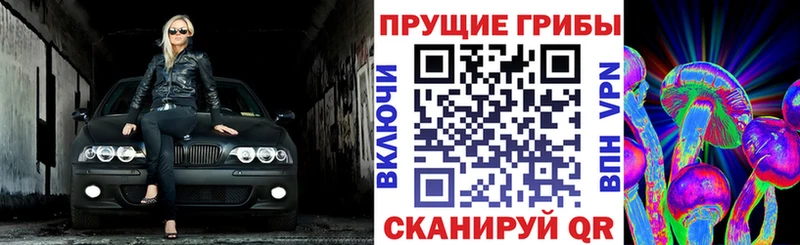 магазин продажи наркотиков  Шумиха  Псилоцибиновые грибы Psilocybine cubensis 